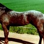 Appaloosa 2 (6)